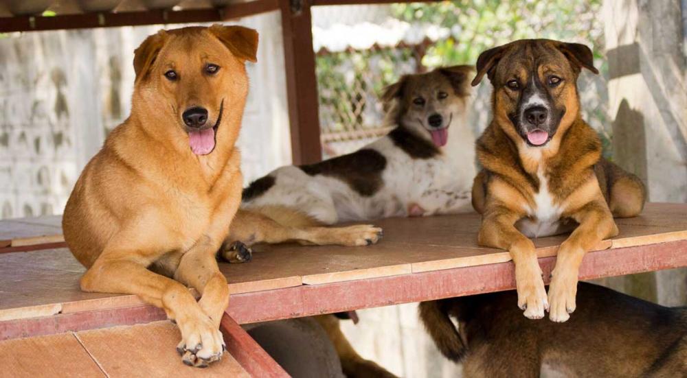 Mulher pede pensão alimentícia para animais de estimação após separação
