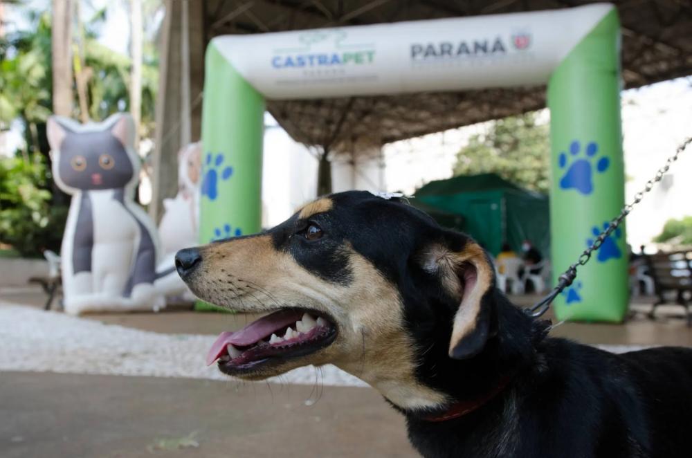 Foto: Gisele Cabresa/SECOM CAMBÉ 