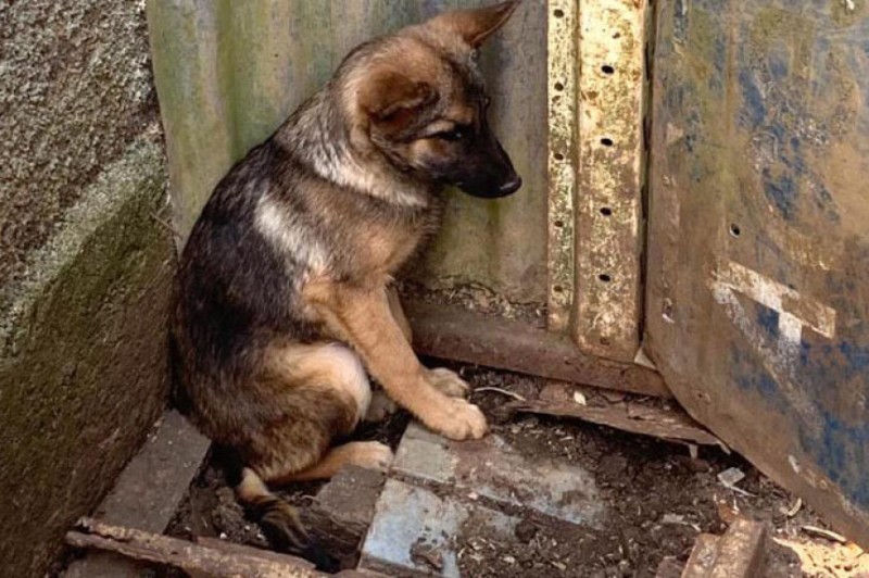 A Lei Estadual 21.226/2022, que promove alterações no Código Estadual de Proteção aos Animais, foi sancionada no último dia 06 de setembro e prevê penalidades mais rígidas para agressores de animais. / Créditos: SESP-PR