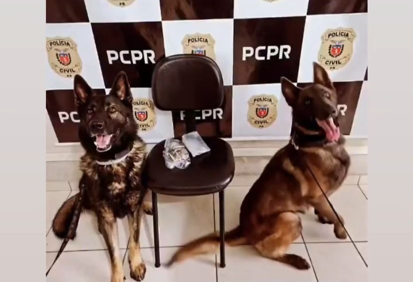 Foto: Divulgação.