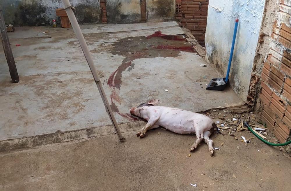 Foto: Divulgação.