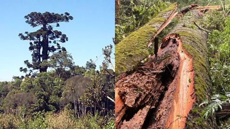 Foto: Divulgação.
