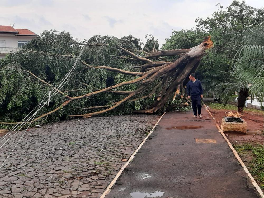 Além de cair em cima de residência, árvore obstruiu rua que da acesso ao Espaço Chico, no centro da cidade. Foto Fernando Ferreira