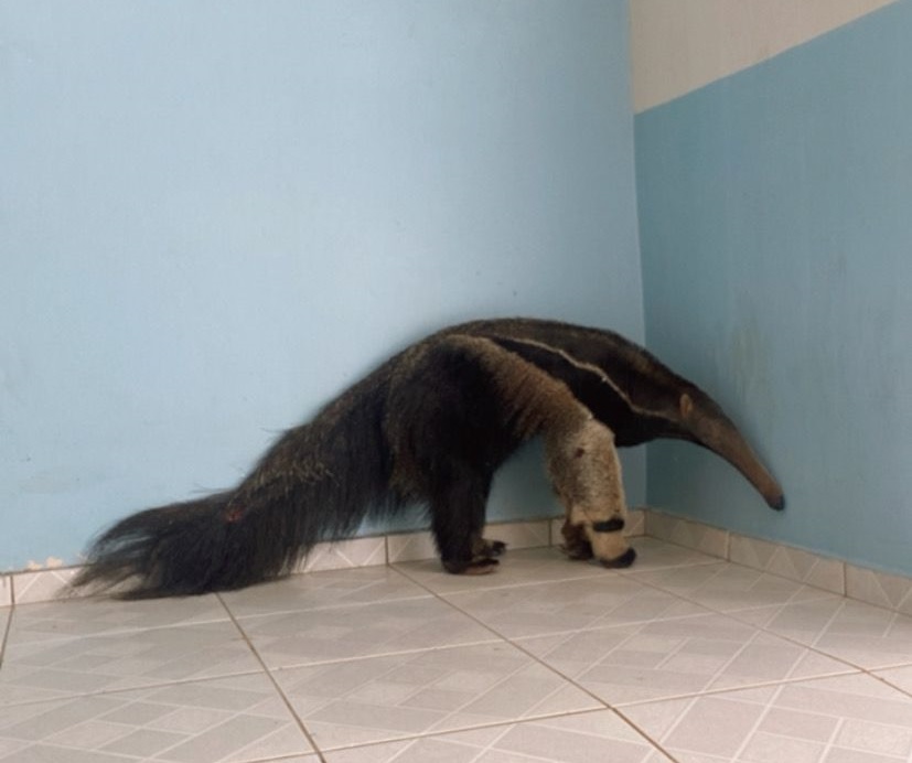 Foto: Divulgação.
