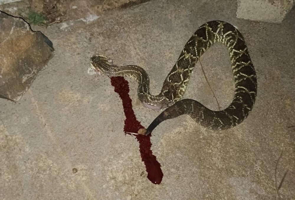 Foto: Divulgação.