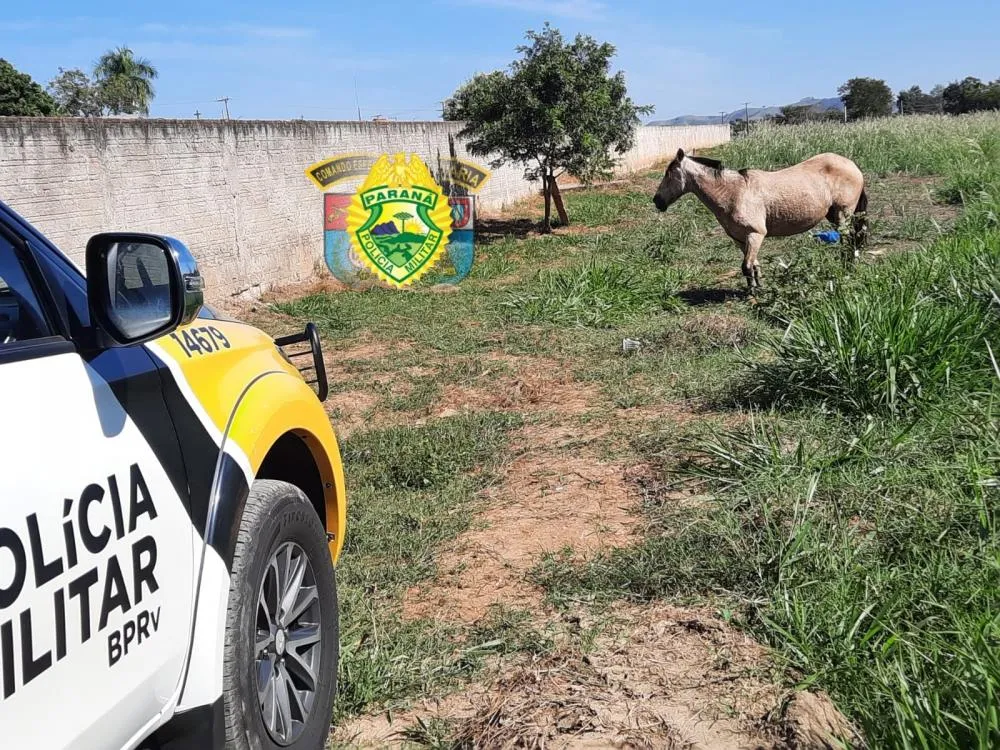 Foto: Divulgação.