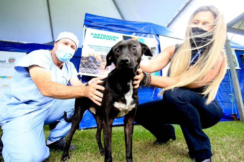 Prioridade serão animais de famílias de baixa renda, sob cuidados de ONGs ou protetores independentes. Foto: SEDEST-PR