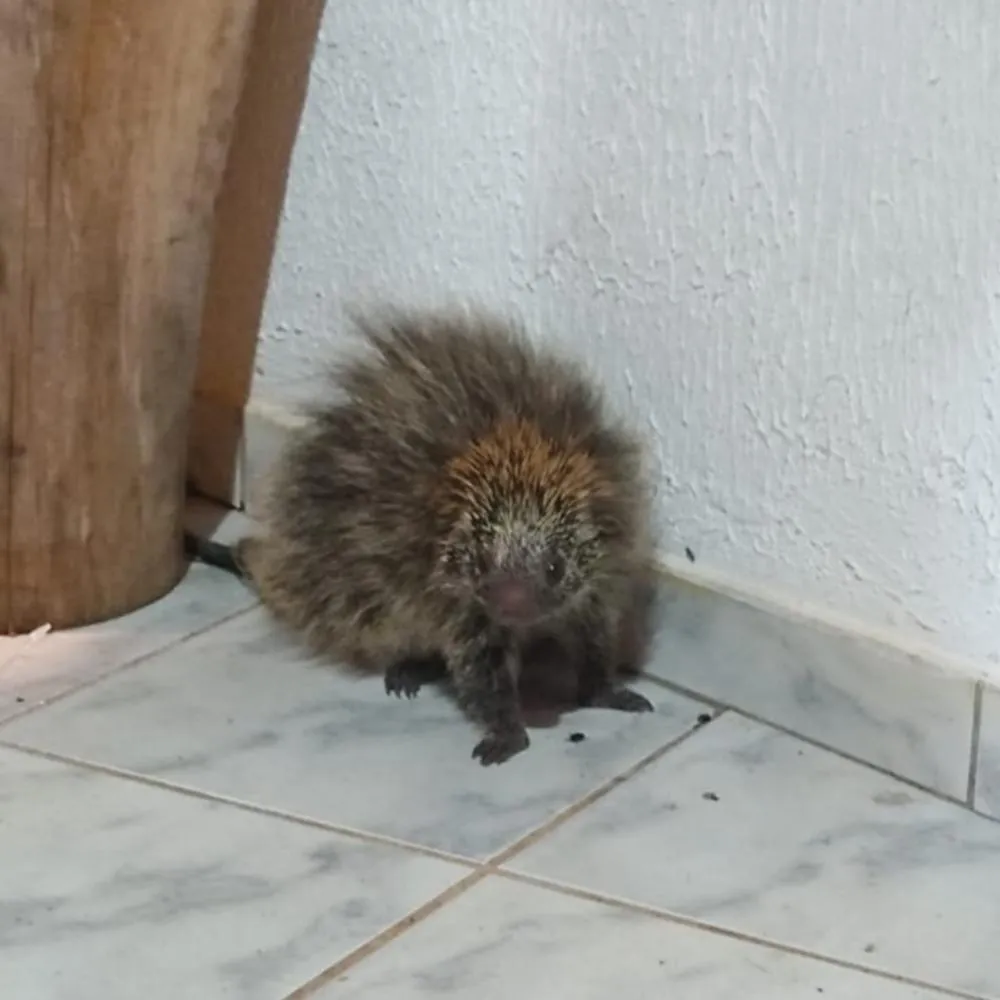Porco-espinho encontrado em residência de Wenceslau Braz. Foto: Divulgação