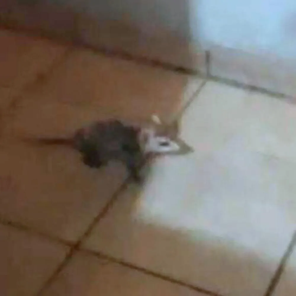 Gambá encontrado na casa da moradora. Foto: Divulgação
