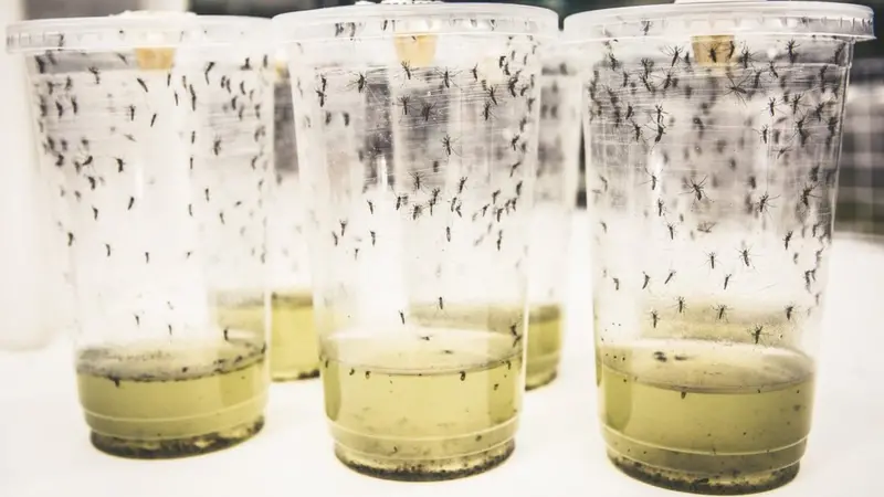 Foto: Ilustrativa - World Mosquito Programme