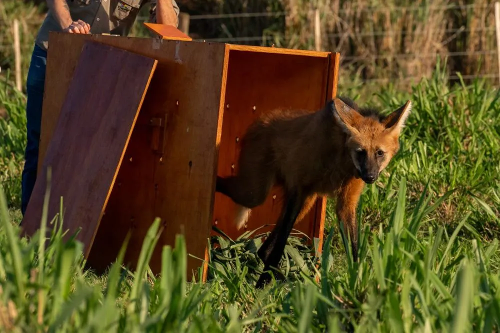 Animal foi encontrado perdido na área urbana de Foz do Iguaçu e passou por cuidados no Refúgio Biológico Bela Vista. Foto: William Brisida/Itaipu Binacional