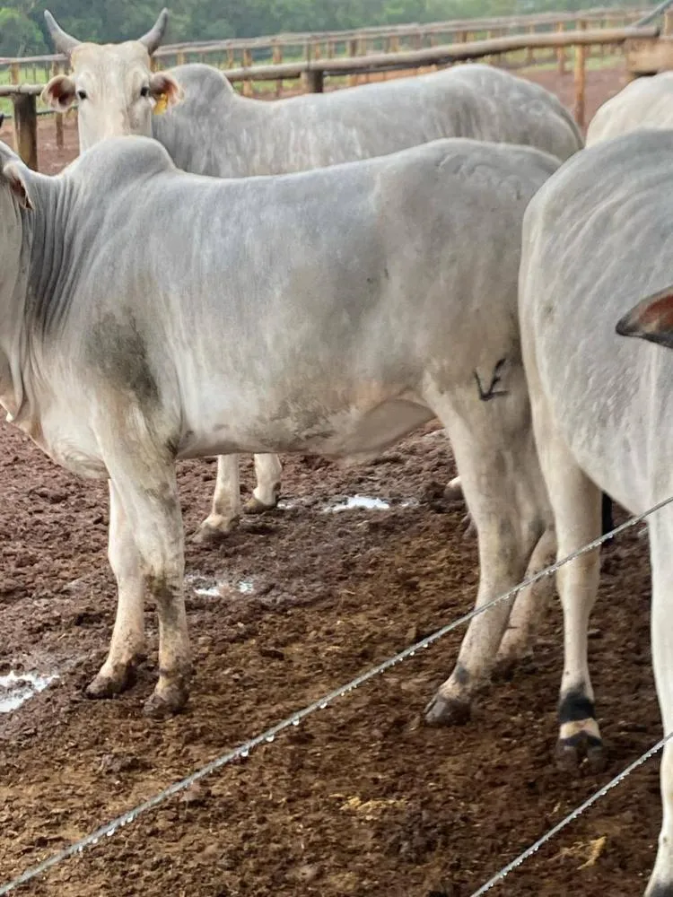 Animais são das raças Aderbeen e Nelori, pesando entre 200kg e 280kg. Foto: Divulgação/Timburi Ouvintes