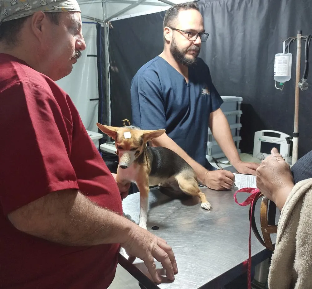 No total, 136 animais foram castrados, e 141 atendidos. Foto: Divulgação