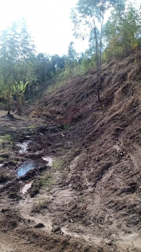 Indivíduo havia ateado fogo em uma área de preservação e feito corte de árvores. Foto: PCPR