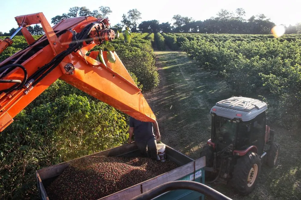 A colheita do café no Paraná chegou a 36% da estimativa de 713 mil sacas, com produtores aproveitando a forte alta nos preços. Foto: AEN 