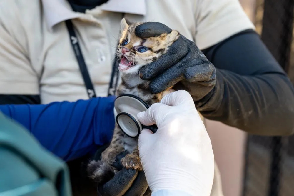 A ação permite a identificação dos animais, etapa fundamental para o monitoramento das espécies mantidas sob cuidados humanos. Foto: William Brisida/Itaipu Binacional 