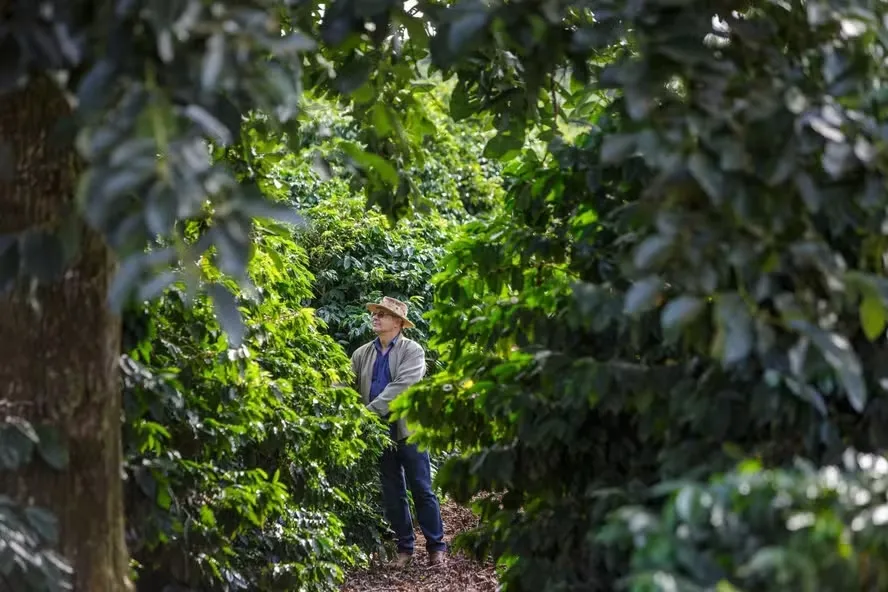 Aguinaldo Peres prevê uma produtividade menor em sua lavoura de café em Tomazina. Foto: Aguinaldo Peres/Arquivo pessoal
