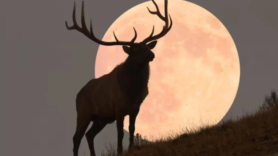 Lua do Veado é o nome atribuído à Lua cheia do mês de julho, por causa do período em que os animais entram na vida adulta. Foto: Reprodução