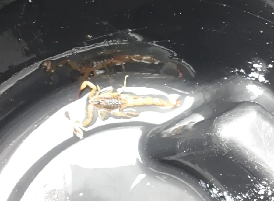 Escorpião estava na parede do quarto da criança. Foto: Divulgação