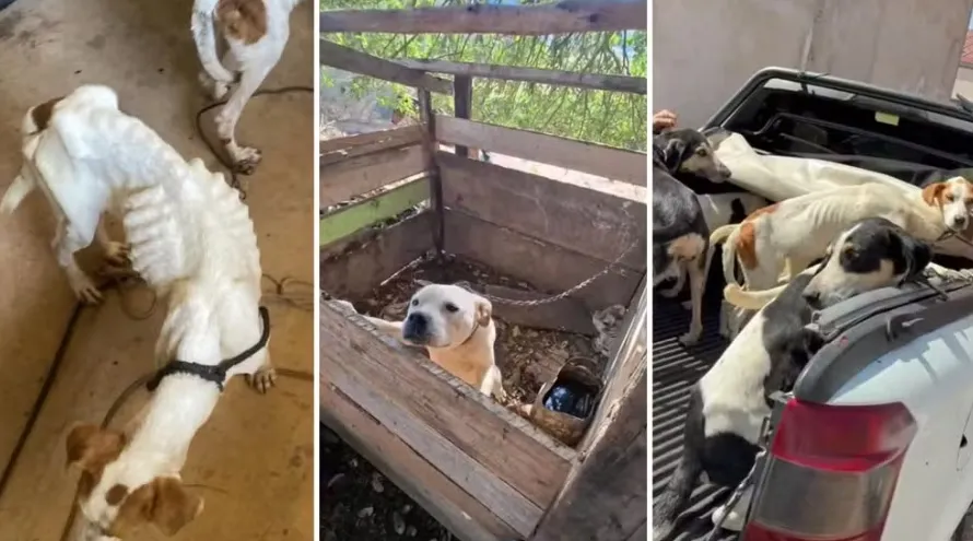 Polícia flagra 11 cachorros e filhotes em situação de maus-tratos no interior do Paraná — Foto: ONG Anjos Protetores de Animais. Montagem G1-PR