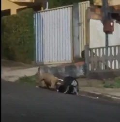 Ataques resultaram na morte de dois cachorros, e pais temem segurança dos filhos. Foto: Divulgação