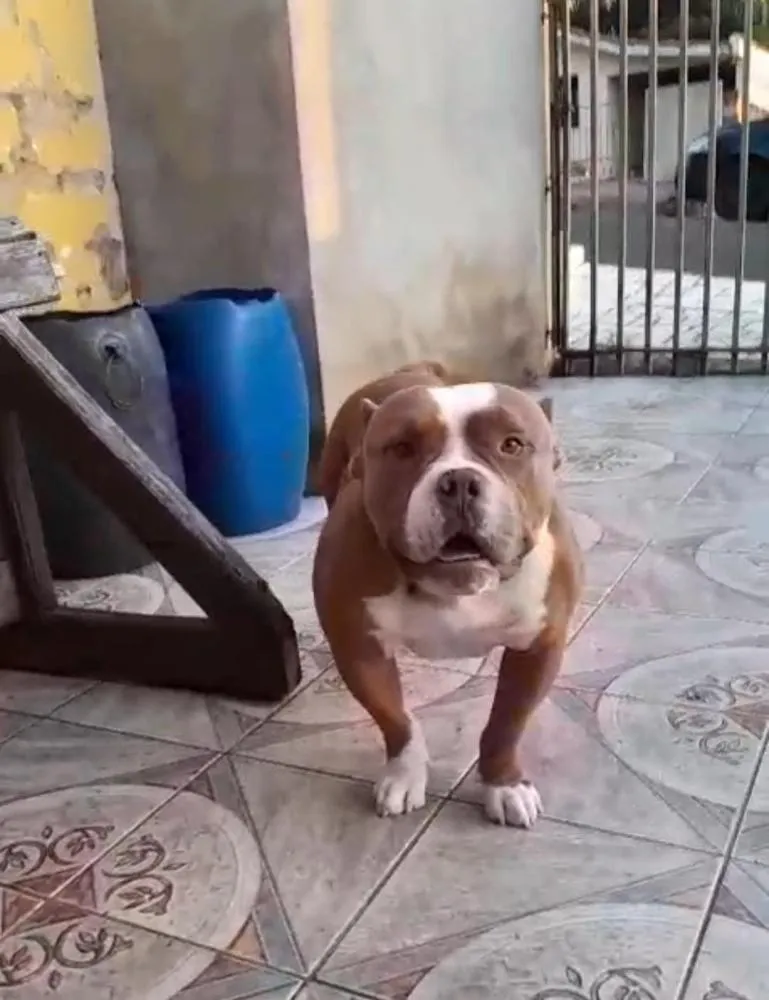 PitBull brinca com as crianças e é dócil, afirma o tutor. Foto: Divulgação