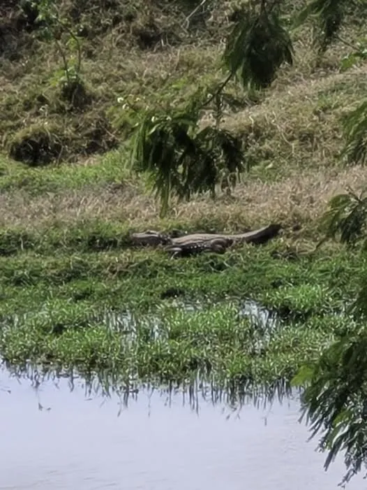 Onildo, o jacaré que ganhou o coração de Jacarezinho. Foto: Divulgação/Bora Ver