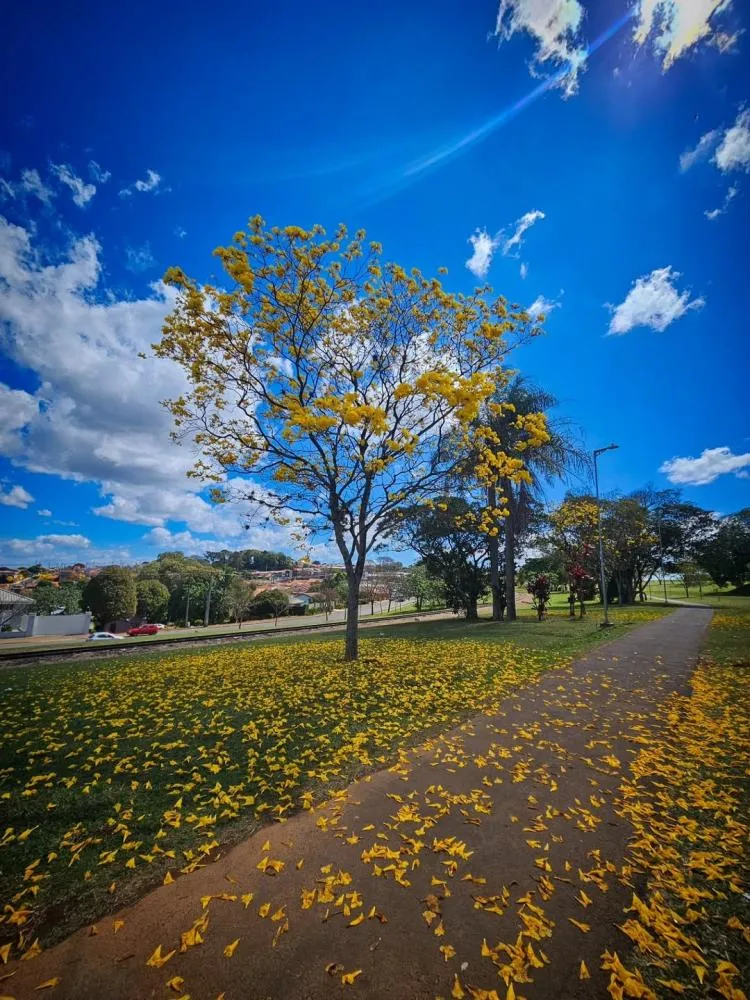 Você sabia que as flores de ipê são comestíveis?. Foto: @vempraarapoti