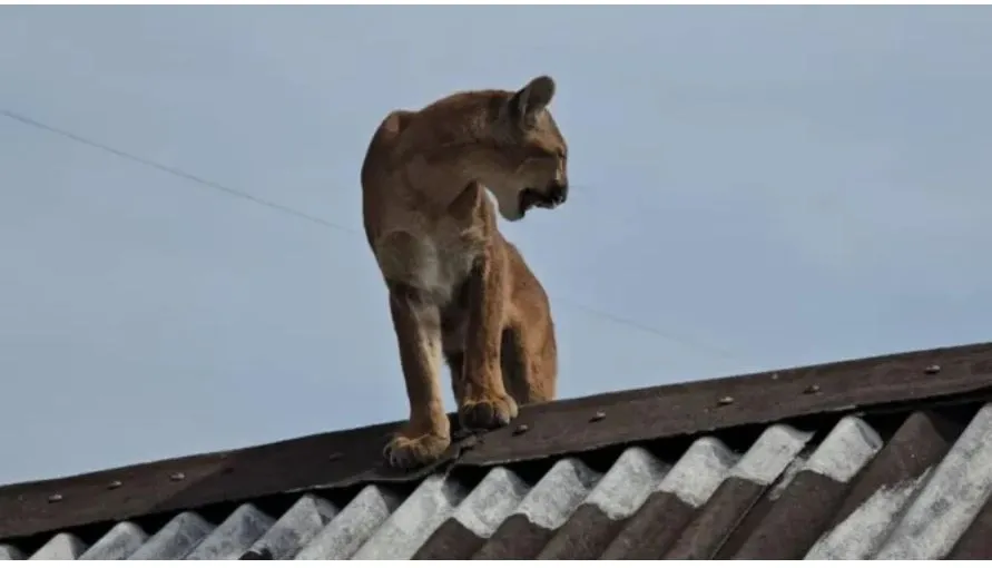 Foto: Divulgação.