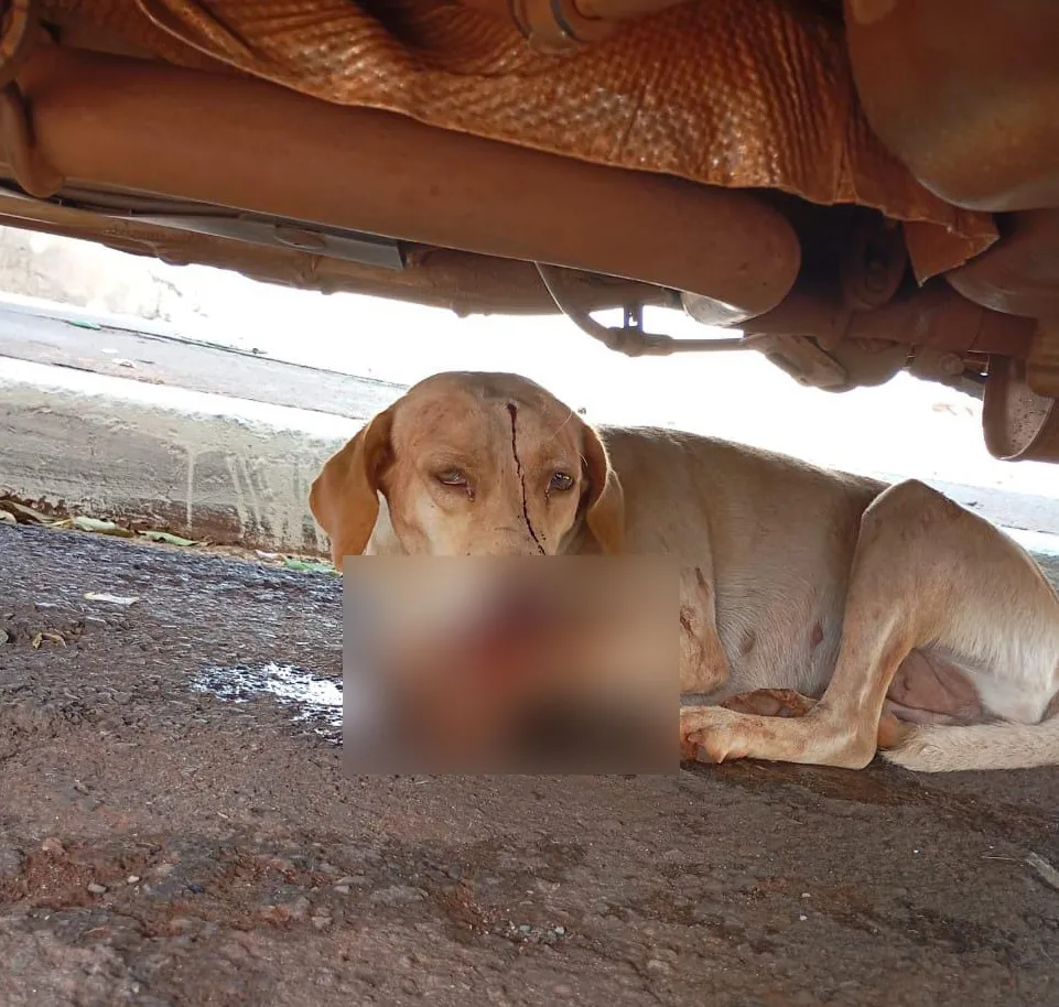 Animal foi socorrido e encaminhado para o hospital veterinário da faculdade Cristo Rei, em Cornélio Procópio. Foto: Divulgação