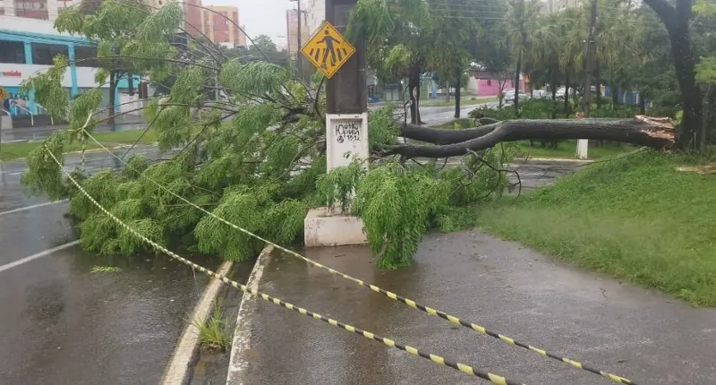 Em Londrina a força do vento derrubou árvores no centro da cidade. Foto Prefeitura de Londrina
