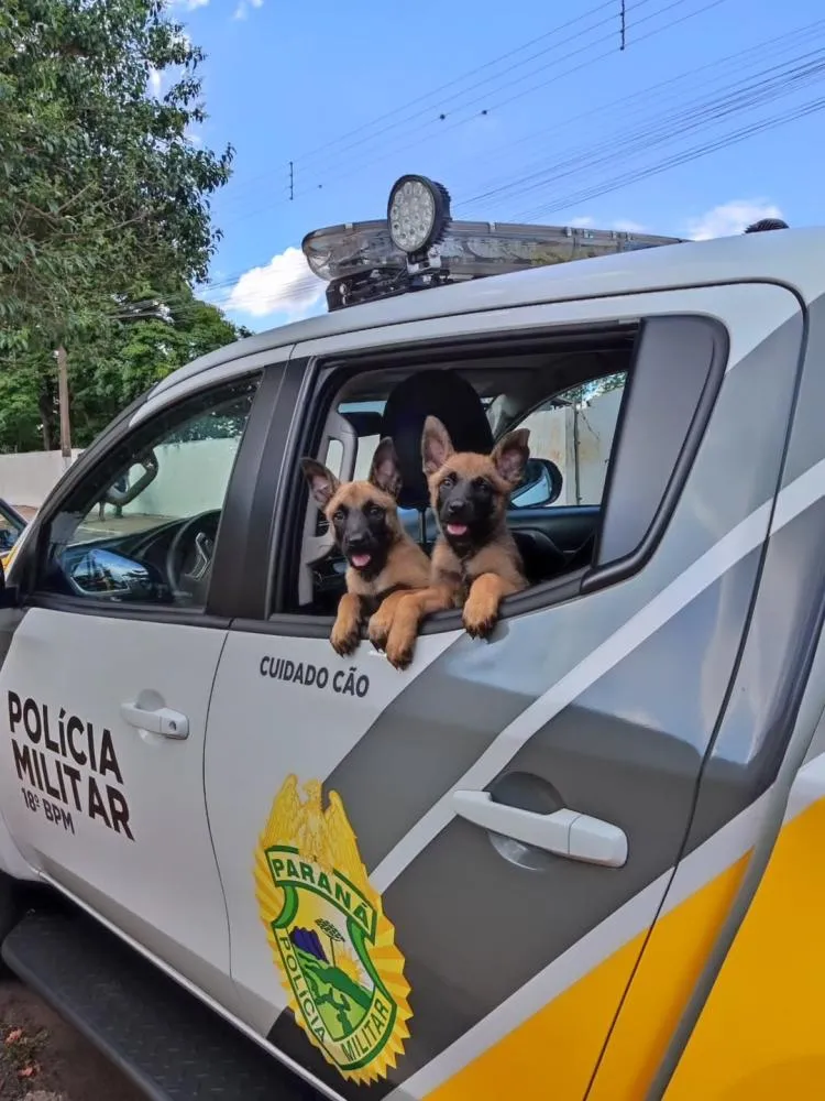 Arthemis e Argos são os novos reforços da equipe K9 do 18ºBPM. Foto: 18ºBPM