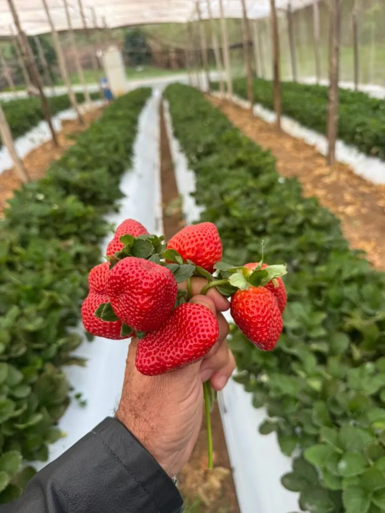 Produção de morango de Jaboti. Foto: Waldemar Siqueira