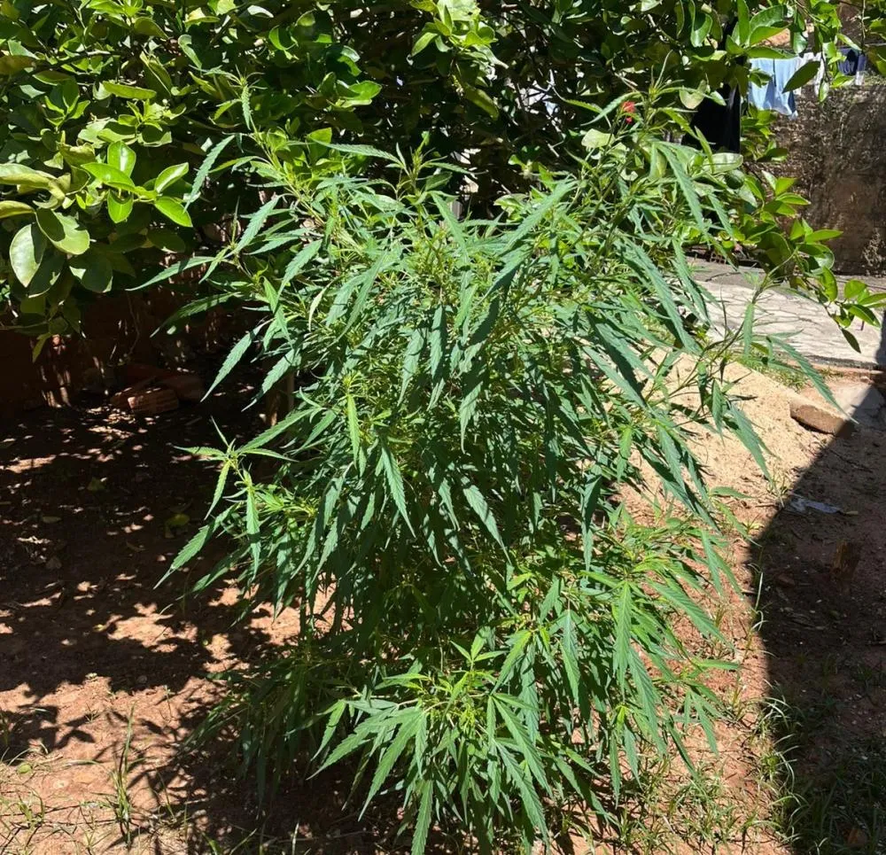 Foto: Divulgação.
