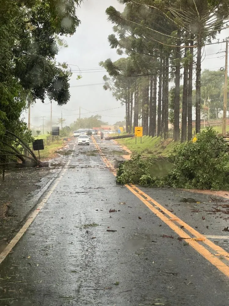 Árvores caídas nas estradas e ruas causaram diversos transtornos na cidade. Foto: Divulgação