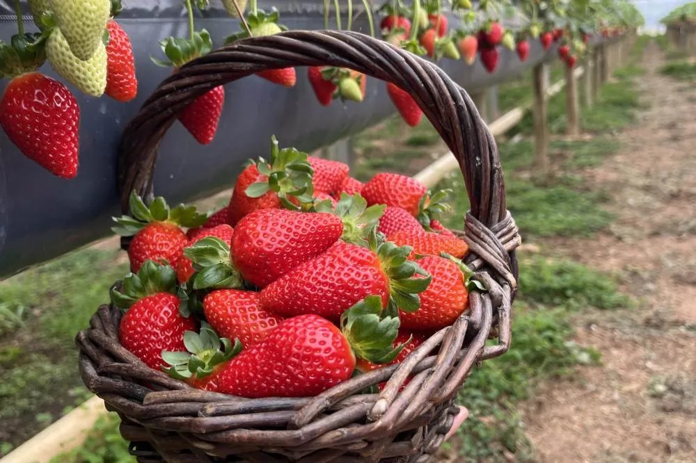 Em 2024, a cidade colheu 4,6 mil toneladas da fruta. Foto: SEAB