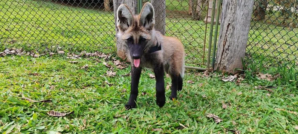 Filhote de Lobo-Guará foi resgatado pelo Parque Ecológico Klabin no ano passado. Foto: Assessoria