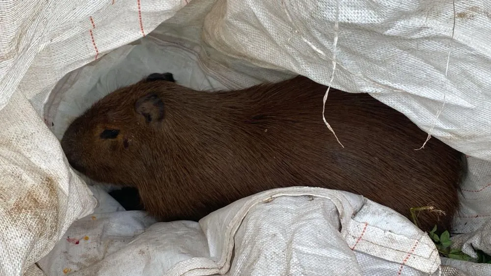 Moradores estão mantendo o animal contido de forma improvisada, utilizando um bagetti de ração, para impedir que volte à pista e sofra um acidente. Foto: Divulgação