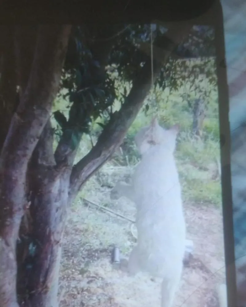 Imagem do gato enforcado foi enviada à Folha. Foto: Divulgação/PCPR