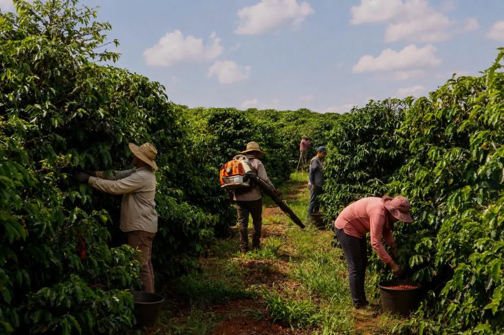 Produção de café no Norte Pioneiro. Foto: Gabriel Rosa/AEN com IA Folha Extra