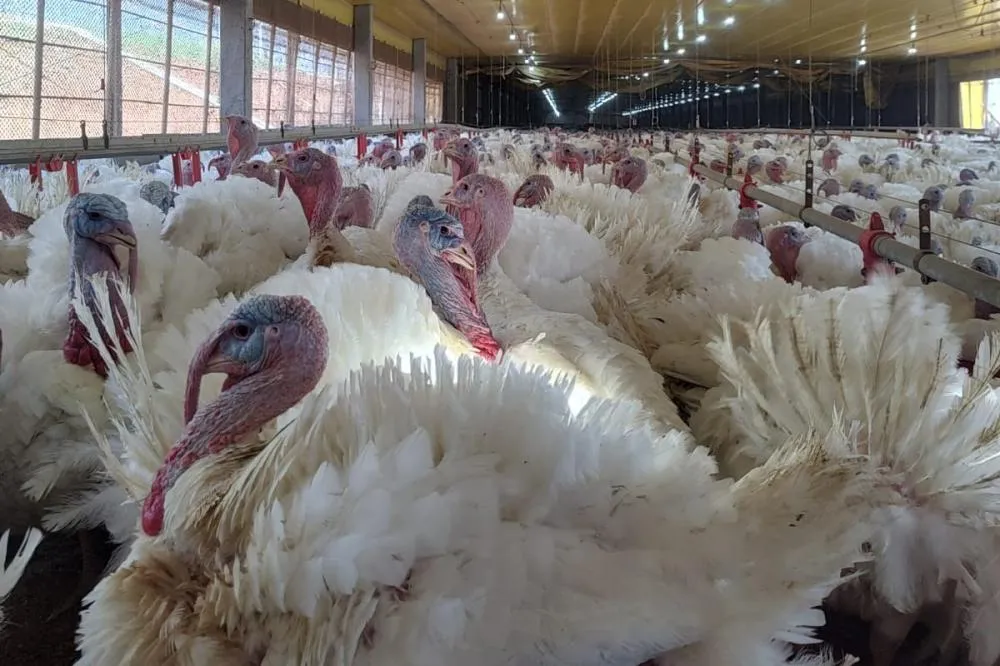 Paraná expande receita com exportação de carne de peru