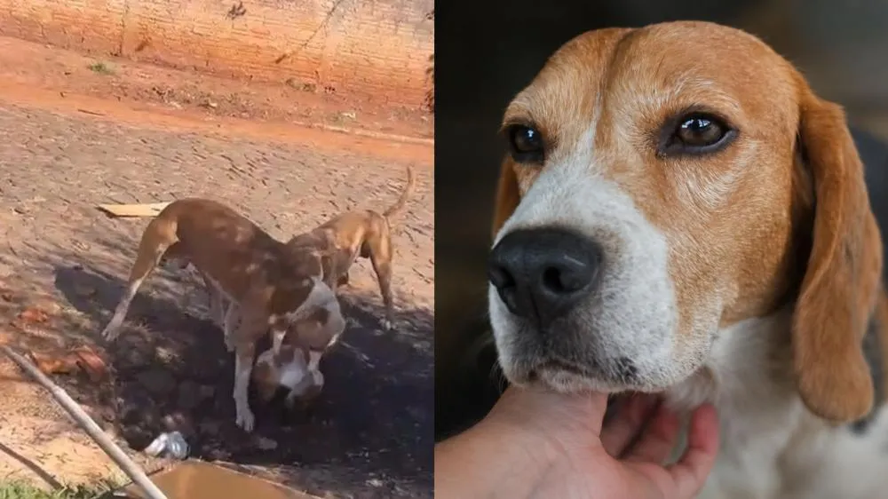 Matero está desaparecido desde sexta-feira (05), e um vídeo mostra ele sendo atacado pelos pit bulls. Foto: Divulgação