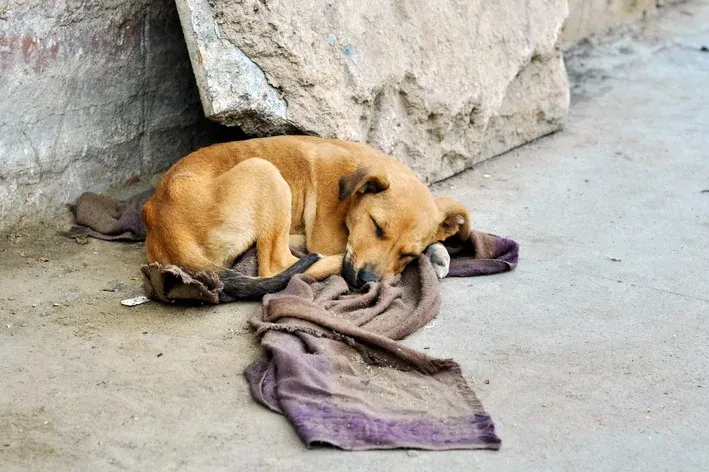 Projeto propõe coleiras refletivas para cães abandonados como medida de segurança viária no Paraná