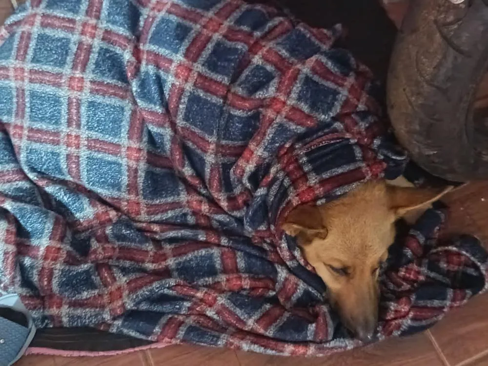 Solidariedade garante cirurgia de cachorra em menos de 24 horas em Wenceslau Braz 