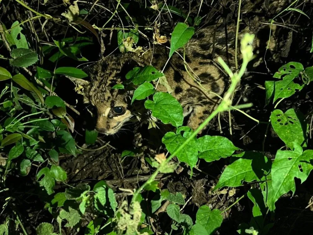 Gato-maracajá encontrado debilitado às margens da PR-092. Foto: EPR Litoral Pioneiro