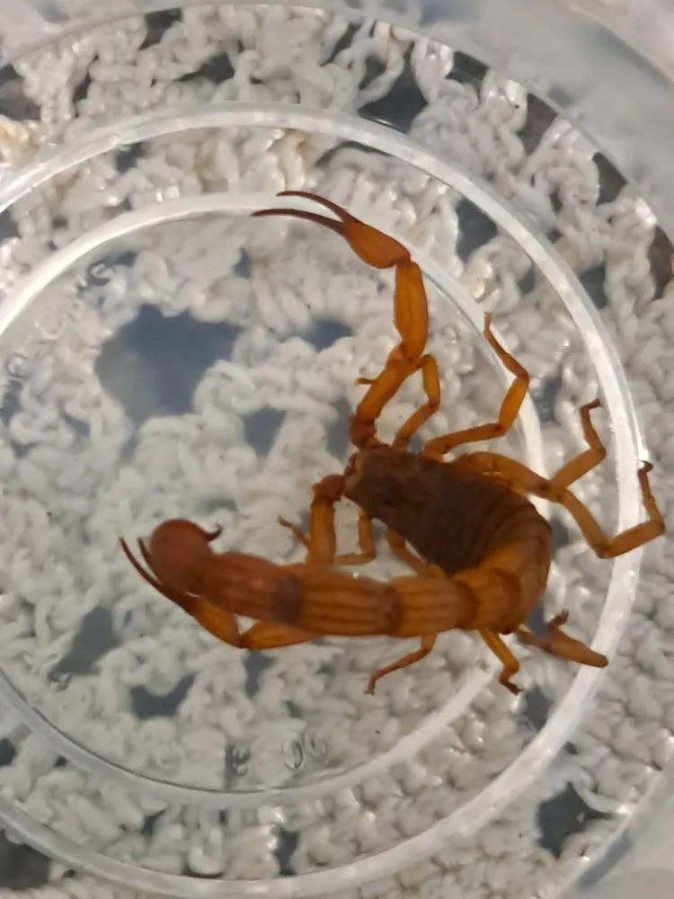 Escorpião que picou Cibelle foi capturado. Foto: Arquivo Pessoal