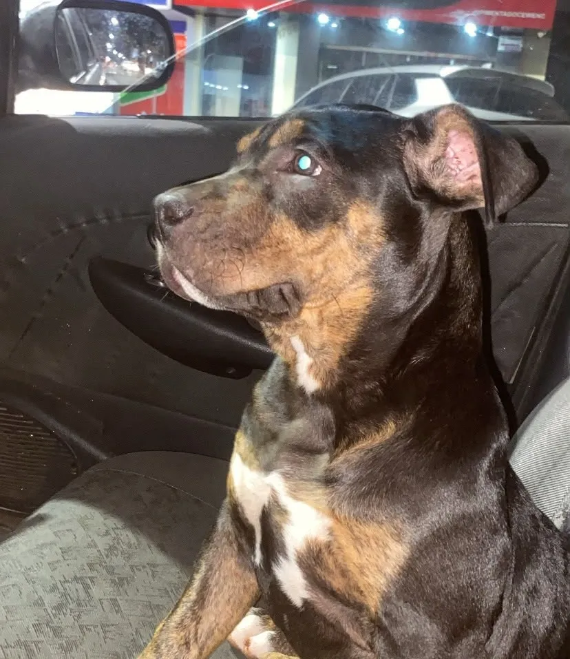 Bolívia, uma PitBull que desapareceu na última sexta-feira (21). Foto: Arquivo Pessoal