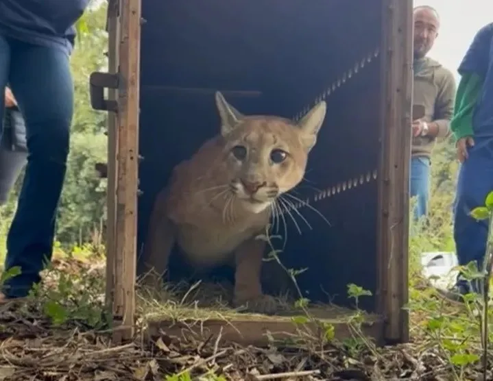 Onça-parda resgatada em cidade da região é devolvida à natureza após tratamento