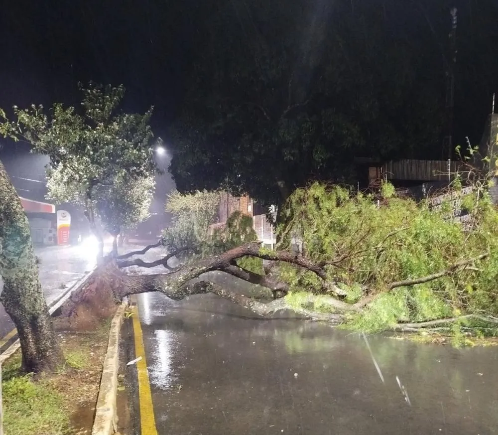 Temporal arranca árvores, interdita avenida e deixa bairros sem energia em Wenceslau Braz