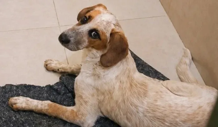 Abandonado e atropelado, Pingo precisa de ajuda para se recuperar em Wenceslau Braz